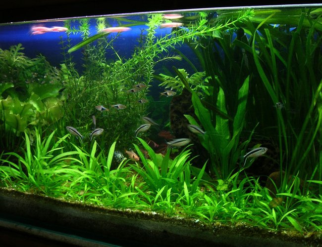 30 gallons planted tank (mostly live plants and fish) - I keep fresh water fish long time ago but when i saw sum planted tank photos on net when I surfing sum information that time I decide to kept the planted tank. I am a 3D graphic Artist 30 gallons planted tank (mostly live plants and fish) - I keep fresh water fish long time ago but when i saw sum planted tank photos on net when I surfing sum information that time I decide to kept the planted tank. I am a 3D graphic Artist