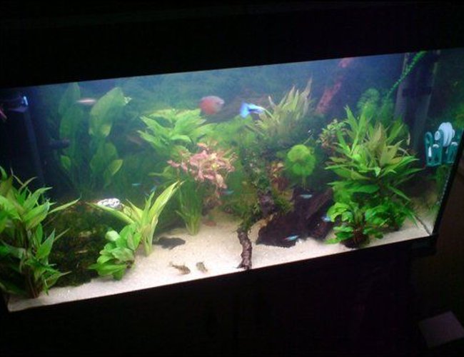 33 gallons planted tank (mostly live plants and fish) - 33 gallon planted 33 gallons planted tank (mostly live plants and fish) - 33 gallon planted