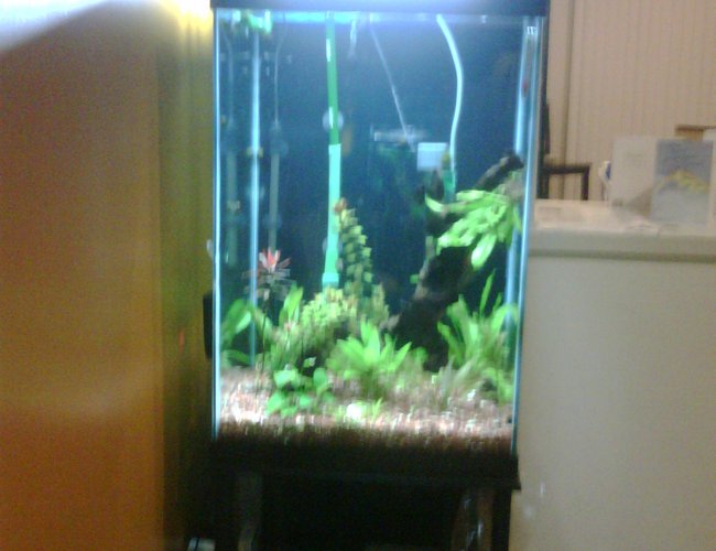 47 gallons planted tank (mostly live plants and fish) - 47G tall, planted about 1 month, not completed yet 47 gallons planted tank (mostly live plants and fish) - 47G tall, planted about 1 month, not completed yet