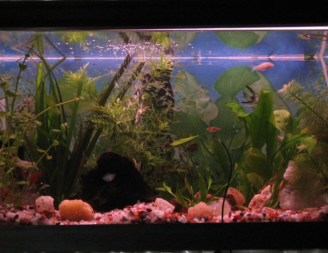 12 gallons planted tank (mostly live plants and fish) - I loooooove dis..... 12 gallons planted tank (mostly live plants and fish) - I loooooove dis.....