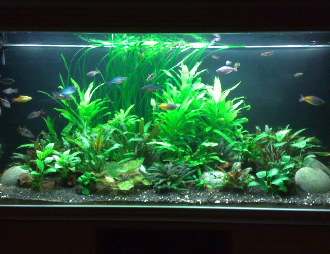 95 gallons planted tank (mostly live plants and fish) - 5 ft tank 95 gallons planted tank (mostly live plants and fish) - 5 ft tank