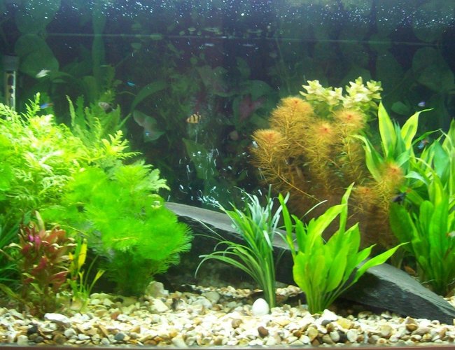 62 gallons planted tank (mostly live plants and fish) - My 62 gallon Aquarium 62 gallons planted tank (mostly live plants and fish) - My 62 gallon Aquarium