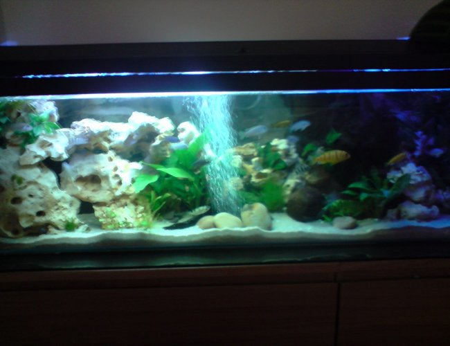 52 gallons planted tank (mostly live plants and fish) - malawi 52 gallons planted tank (mostly live plants and fish) - malawi
