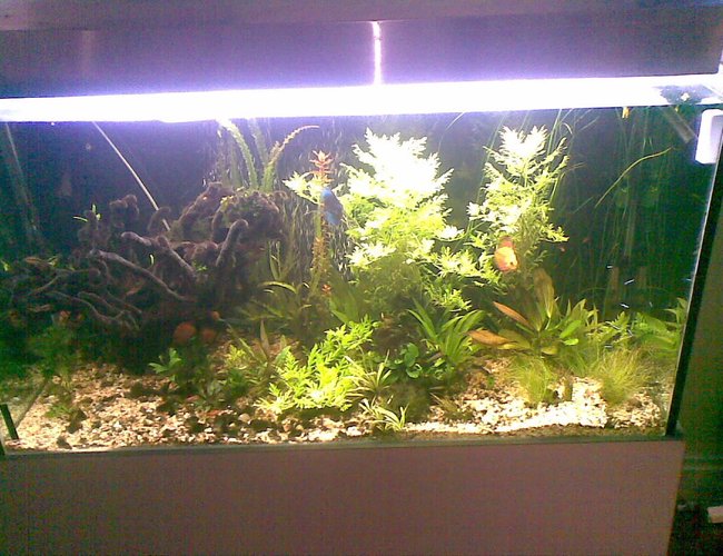 400 gallons planted tank (mostly live plants and fish) - plated discus tank 3 months 400 gallons planted tank (mostly live plants and fish) - plated discus tank 3 months