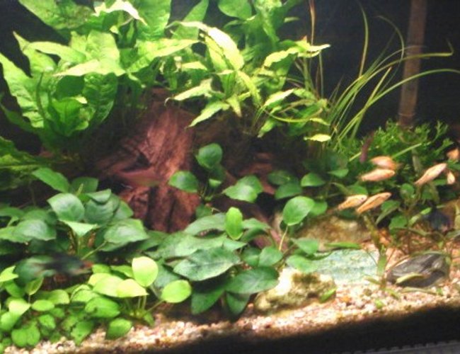 22 gallons planted tank (mostly live plants and fish) - just a update on the picture of my tank that i use to have on this site. this is my 1st attempt of a nature aquarium. curently trying to grow java moss in the blue patch in the middle. 22 gallons planted tank (mostly live plants and fish) - just a update on the picture of my tank that i use to have on this site. this is my 1st attempt of a nature aquarium. curently trying to grow java moss in the blue patch in the middle.