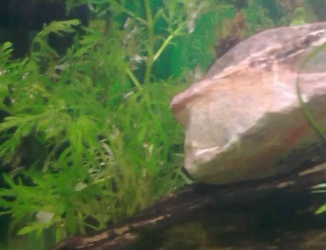 45 gallons planted tank (mostly live plants and fish) - my new tank a work in progress 45 gallons planted tank (mostly live plants and fish) - my new tank a work in progress