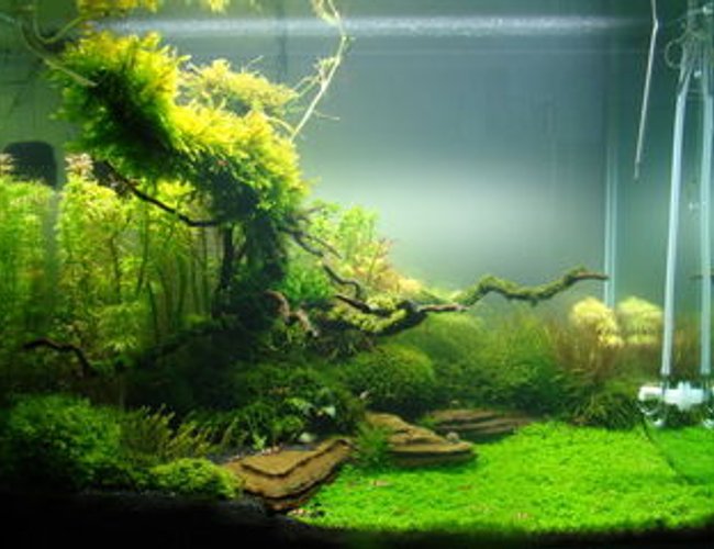32 gallons planted tank (mostly live plants and fish) - a 32 gallons planted tank (mostly live plants and fish) - a