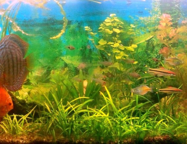 100 gallons planted tank (mostly live plants and fish) - My Planted Tank 100 gallons planted tank (mostly live plants and fish) - My Planted Tank
