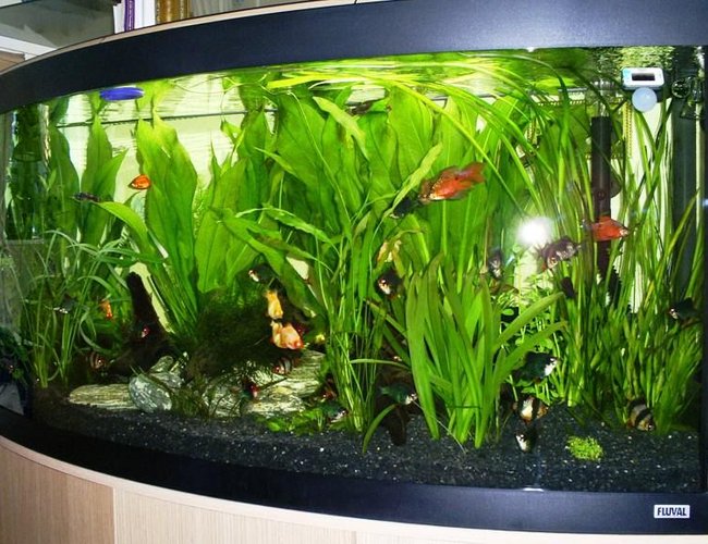 57 gallons planted tank (mostly live plants and fish) - Fluval 260 litre Vicenza planted aquarium 57 gallons planted tank (mostly live plants and fish) - Fluval 260 litre Vicenza planted aquarium