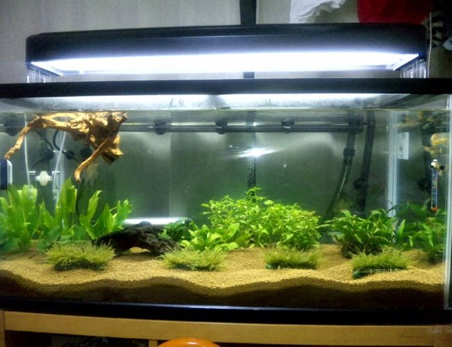 45 gallons planted tank (mostly live plants and fish) - OUR FIRST SERIUOS TANK... 45 gallons planted tank (mostly live plants and fish) - OUR FIRST SERIUOS TANK...