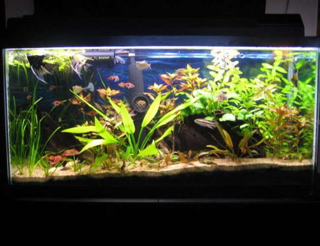 33 gallons planted tank (mostly live plants and fish) - 33 gal Planted Tank 33 gallons planted tank (mostly live plants and fish) - 33 gal Planted Tank