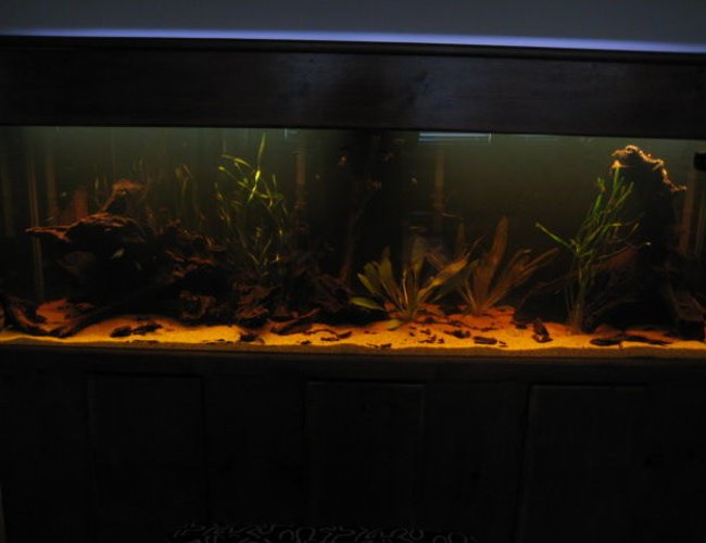 135 gallons planted tank (mostly live plants and fish) - amazonian biotope 135 gallons planted tank (mostly live plants and fish) - amazonian biotope