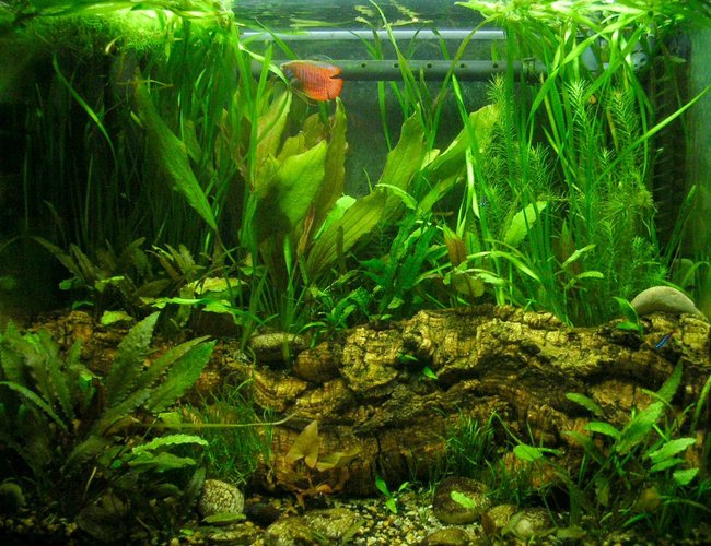 25 gallons planted tank (mostly live plants and fish) 25 gallons planted tank (mostly live plants and fish)