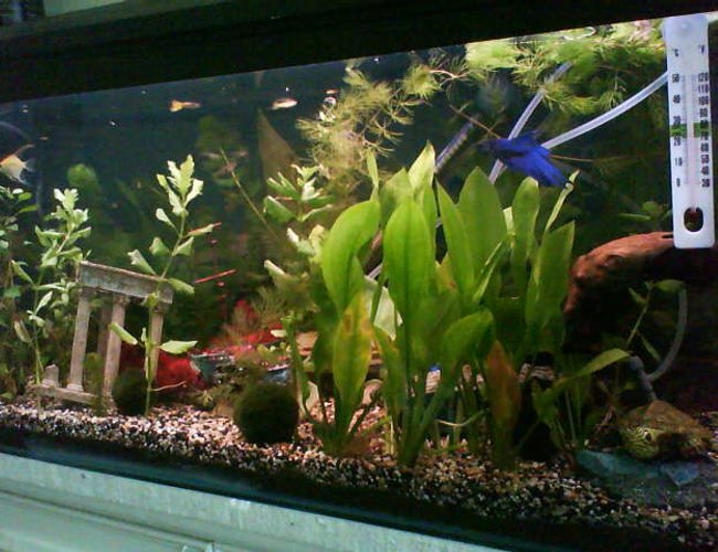 26 gallons planted tank (mostly live plants and fish) - My planted tank (details in my profile) 26 gallons planted tank (mostly live plants and fish) - My planted tank (details in my profile)