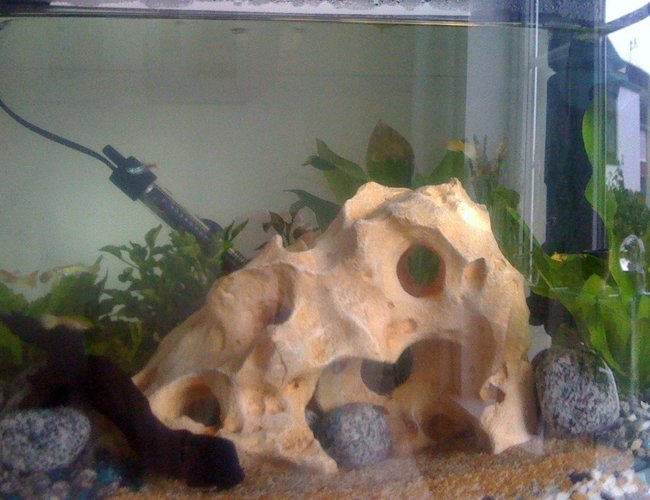 64 gallons planted tank (mostly live plants and fish) - new rock in the tank 64 gallons planted tank (mostly live plants and fish) - new rock in the tank