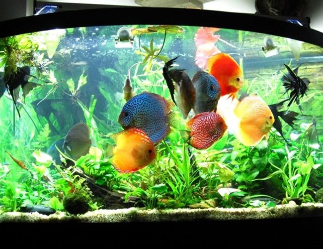 96 gallons planted tank (mostly live plants and fish) - Planted Discus Tank 96 gallons 96 gallons planted tank (mostly live plants and fish) - Planted Discus Tank 96 gallons