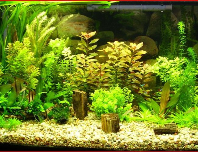 50 gallons planted tank (mostly live plants and fish) - just put another set of lights in and a new plant 50 gallons planted tank (mostly live plants and fish) - just put another set of lights in and a new plant