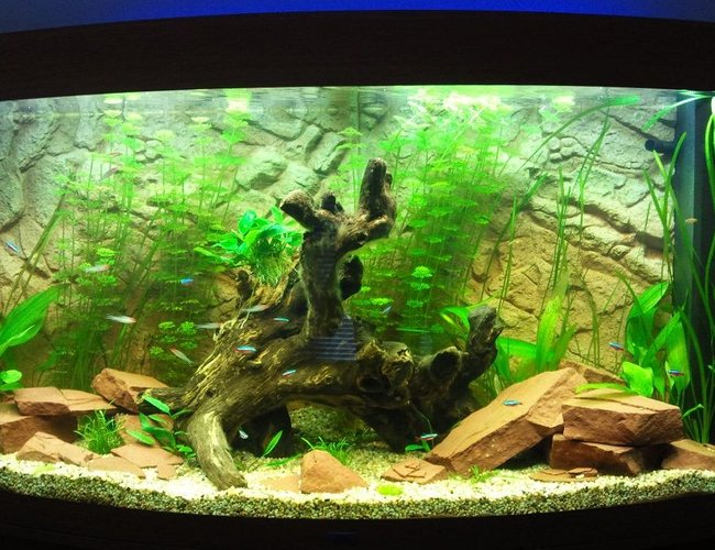 68 gallons planted tank (mostly live plants and fish) - my tank after 1 month 68 gallons planted tank (mostly live plants and fish) - my tank after 1 month