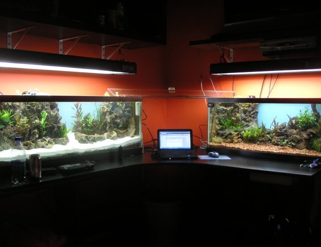 70 gallons planted tank (mostly live plants and fish) - 70 gallon 2 tank system 70 gallons planted tank (mostly live plants and fish) - 70 gallon 2 tank system