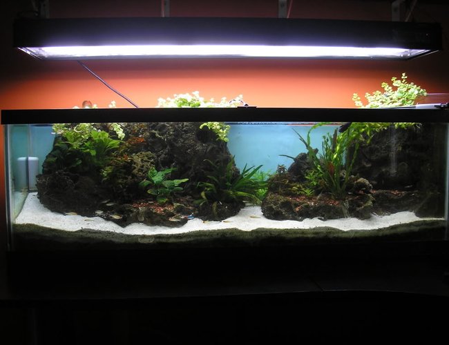 70 gallons planted tank (mostly live plants and fish) - The 40 gallon tank 70 gallons planted tank (mostly live plants and fish) - The 40 gallon tank