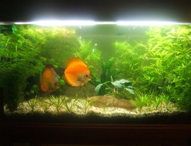 39 gallons planted tank (mostly live plants and fish) - Planted Discus Tank (Breeding Pair) 39 gallons planted tank (mostly live plants and fish) - Planted Discus Tank (Breeding Pair)