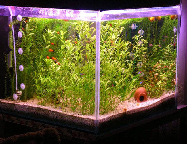 57 gallons planted tank (mostly live plants and fish) - by akyildiz 57 gallons planted tank (mostly live plants and fish) - by akyildiz