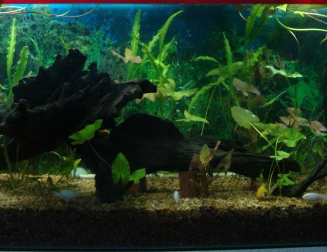 500 gallons planted tank (mostly live plants and fish) - Nature is in living room................ 500 gallons planted tank (mostly live plants and fish) - Nature is in living room................