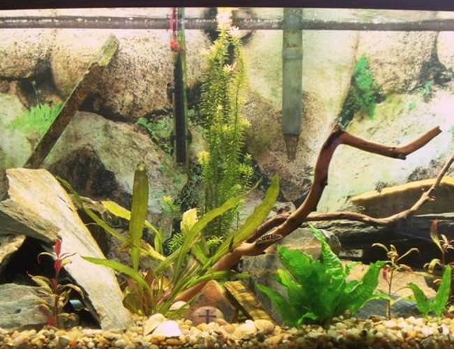 46 gallons planted tank (mostly live plants and fish) - first background on my 46 gallon. 46 gallons planted tank (mostly live plants and fish) - first background on my 46 gallon.
