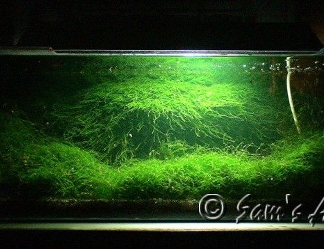 12 gallons planted tank (mostly live plants and fish) - My L- 30 inches x W- 12 inches x H- 12 inches
Moss only.
Some yamato shrimps & a pair of Badis bengalensis. 12 gallons planted tank (mostly live plants and fish) - My L- 30 inches x W- 12 inches x H- 12 inches
Moss only.
Some yamato shrimps & a pair of Badis bengalensis.