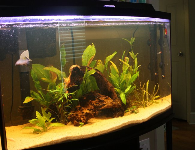 46 gallons planted tank (mostly live plants and fish) - 46 46 gallons planted tank (mostly live plants and fish) - 46