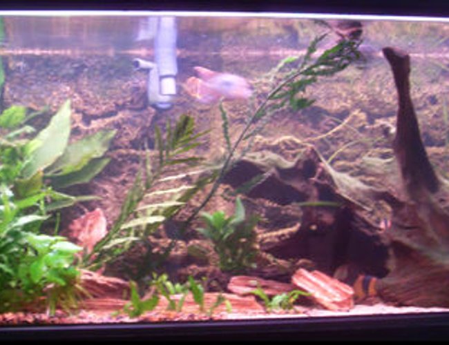 40 gallons planted tank (mostly live plants and fish) - My Tank 40 gallons planted tank (mostly live plants and fish) - My Tank