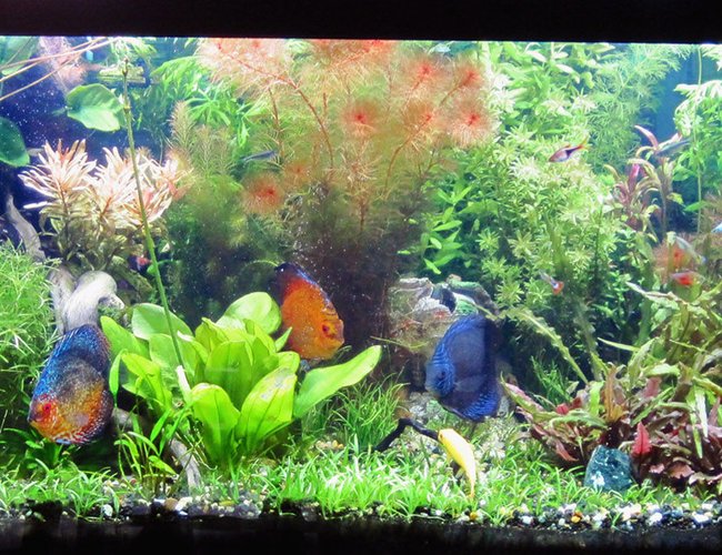 75 gallons planted tank (mostly live plants and fish) - A full view of my 75 gal discus planted tank 75 gallons planted tank (mostly live plants and fish) - A full view of my 75 gal discus planted tank