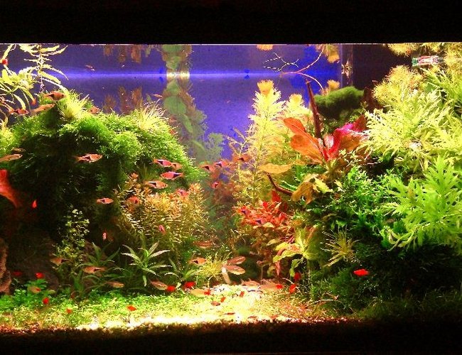 50 gallons planted tank (mostly live plants and fish) - Wet, Sweat and Blood 50 gallons planted tank (mostly live plants and fish) - Wet, Sweat and Blood