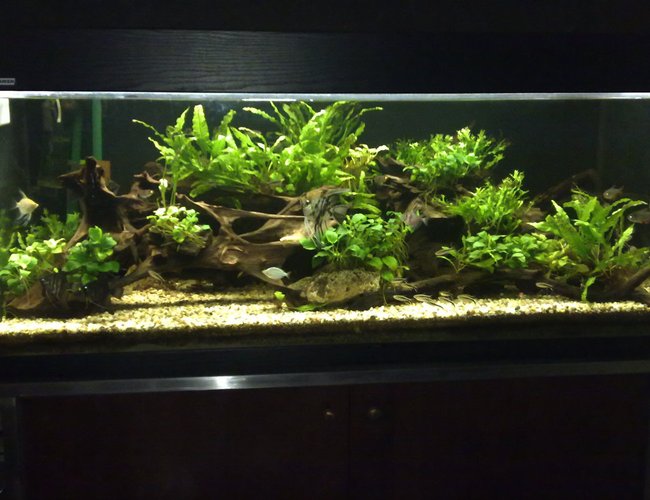 80 gallons planted tank (mostly live plants and fish) - This is my current tank,
It is a lower delta tropical pond setting and the plants are all matured for about 3 years now. 80 gallons planted tank (mostly live plants and fish) - This is my current tank,
It is a lower delta tropical pond setting and the plants are all matured for about 3 years now.