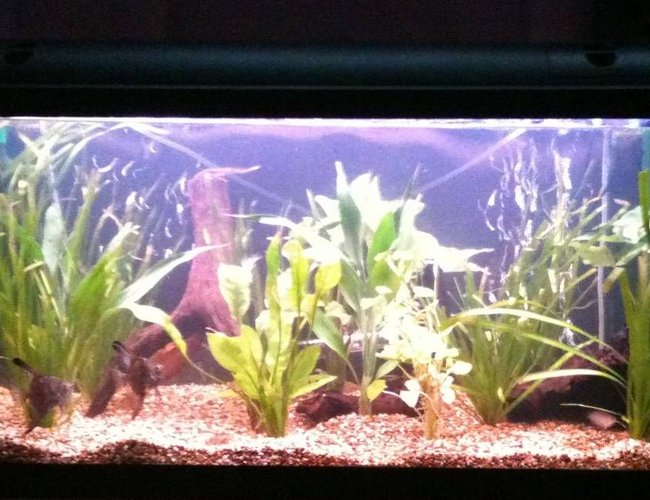 48 gallons planted tank (mostly live plants and fish) - Light Glo 180ltr - Internal Eheim Biopower 160, External Aqua Pro 2 filter, Twin light glo 2 x 54w T8 Lighting unit, Fluval 200w Tronic Heater, 3 Pieces of bogwood, Various live plants and Fine natural gravel. 48 gallons planted tank (mostly live plants and fish) - Light Glo 180ltr - Internal Eheim Biopower 160, External Aqua Pro 2 filter, Twin light glo 2 x 54w T8 Lighting unit, Fluval 200w Tronic Heater, 3 Pieces of bogwood, Various live plants and Fine natural gravel.