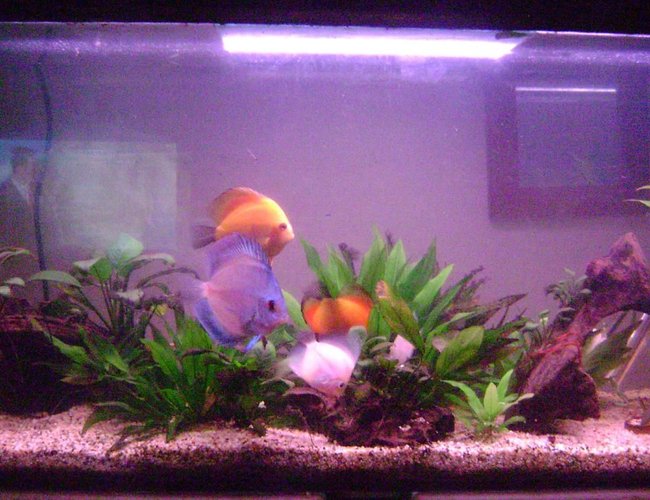 50 gallons planted tank (mostly live plants and fish) - my discus tank 50 gallons planted tank (mostly live plants and fish) - my discus tank