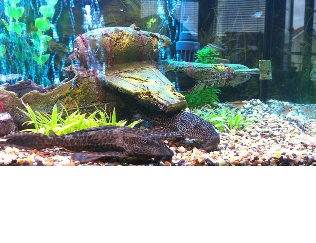 61 gallons planted tank (mostly live plants and fish) - 2 common plecos under plane crash 61 gallons planted tank (mostly live plants and fish) - 2 common plecos under plane crash
