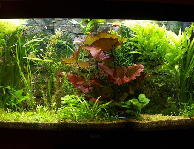 58 gallons planted tank (mostly live plants and fish) - 58hall, CO2 58 gallons planted tank (mostly live plants and fish) - 58hall, CO2