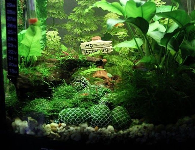 7 gallons planted tank (mostly live plants and fish) - Shrimp Lounge - Red Cherry Shrimp and Guppies 7 gallons planted tank (mostly live plants and fish) - Shrimp Lounge - Red Cherry Shrimp and Guppies