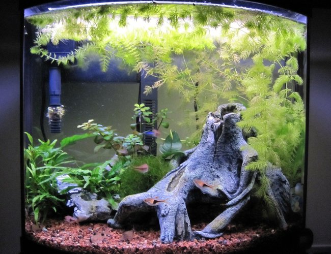 16 gallons planted tank (mostly live plants and fish) - 16 Gallon @ 6 Months 16 gallons planted tank (mostly live plants and fish) - 16 Gallon @ 6 Months