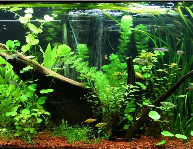 95 gallons planted tank (mostly live plants and fish) - 1 month old Asian/rainbow fish tank. Plants are growing nicely 95 gallons planted tank (mostly live plants and fish) - 1 month old Asian/rainbow fish tank. Plants are growing nicely