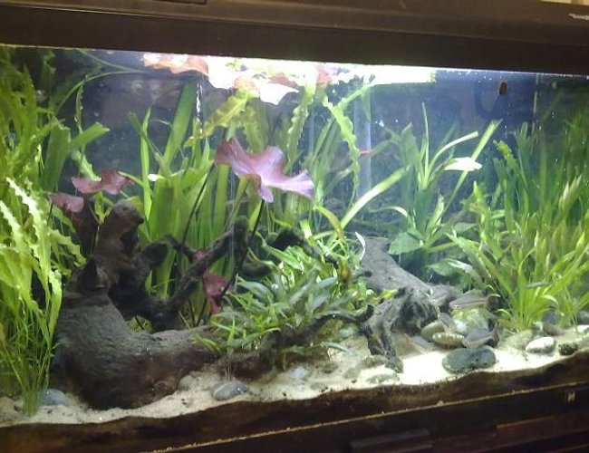 28 gallons planted tank (mostly live plants and fish) - Slight Clouding Due To Water Change 28 gallons planted tank (mostly live plants and fish) - Slight Clouding Due To Water Change