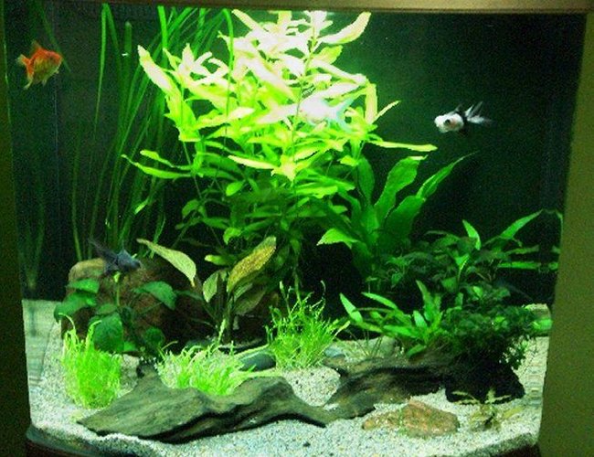 19 gallons planted tank (mostly live plants and fish) - This has been my holiday project, re-designing my fish tank which I have had for about 3 years. 19 gallons planted tank (mostly live plants and fish) - This has been my holiday project, re-designing my fish tank which I have had for about 3 years.