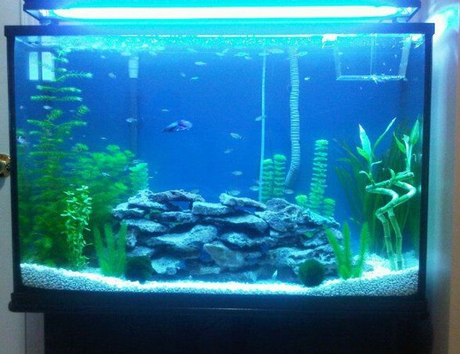 45 gallons planted tank (mostly live plants and fish) - Tank size: 36x12x23
36" T5 lighting with black fixture. (blue and white florescent bulb)
Fluval 304 Filter, Stealth Pro Submersible Heater, LED air wand,
Live plants and rocks 45 gallons planted tank (mostly live plants and fish) - Tank size: 36x12x23
36" T5 lighting with black fixture. (blue and white florescent bulb)
Fluval 304 Filter, Stealth Pro Submersible Heater, LED air wand,
Live plants and rocks