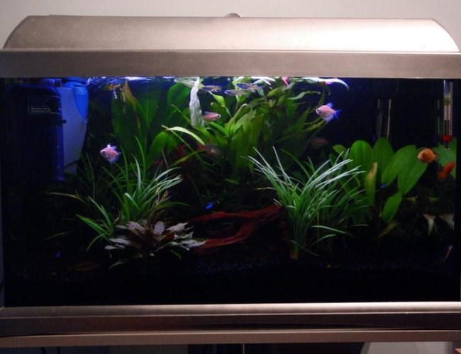 13 gallons planted tank (mostly live plants and fish) - My Tank :) 13 gallons planted tank (mostly live plants and fish) - My Tank :)