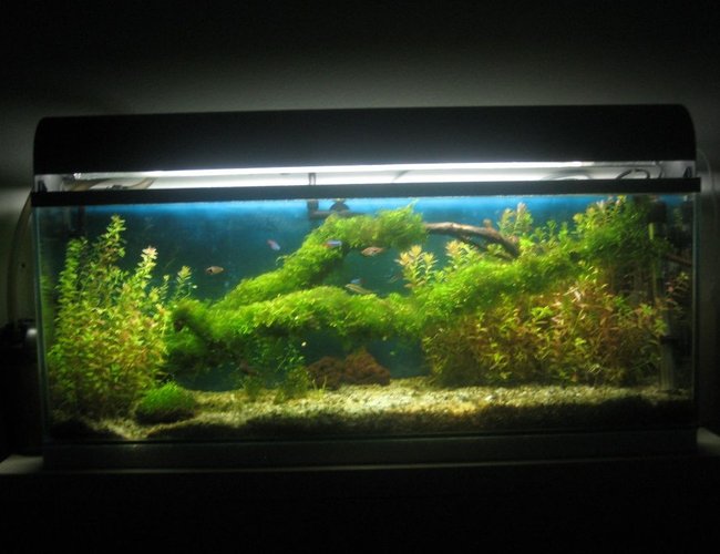 12 gallons planted tank (mostly live plants and fish) - Planted fish tank. 12 gallons planted tank (mostly live plants and fish) - Planted fish tank.