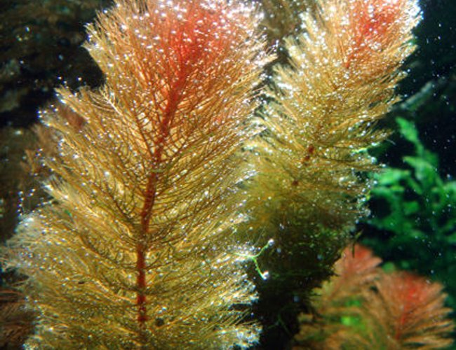 100 gallons planted tank (mostly live plants and fish) - portrait red rotalla 100 gallons planted tank (mostly live plants and fish) - portrait red rotalla