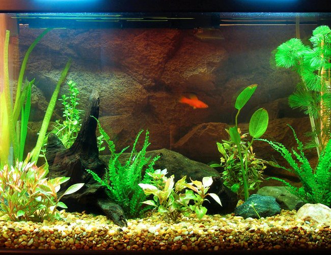 17 gallons planted tank (mostly live plants and fish) - New 17g tank. Just 3 fish for the moment. 17 gallons planted tank (mostly live plants and fish) - New 17g tank. Just 3 fish for the moment.