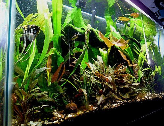 38 gallons planted tank (mostly live plants and fish) - My 38 gallon all-glass planted tank. It's about 2 years old. I added a Co2 system three months ago. Plants are going crazy. 38 gallons planted tank (mostly live plants and fish) - My 38 gallon all-glass planted tank. It's about 2 years old. I added a Co2 system three months ago. Plants are going crazy.