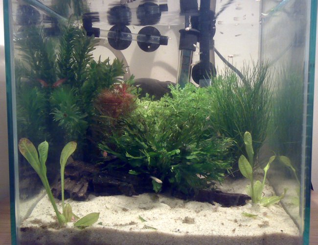 1 gallon planted tank (mostly live plants and fish) - This is a nano tank of 20x20x20cm that I made containing baby Guppys, Rocket Panchax and a pair of Badis Bengalensis. Please excuse the unsightly equipment in the background! I've tried to go for a tropical feel here. 1 gallon planted tank (mostly live plants and fish) - This is a nano tank of 20x20x20cm that I made containing baby Guppys, Rocket Panchax and a pair of Badis Bengalensis. Please excuse the unsightly equipment in the background! I've tried to go for a tropical feel here.